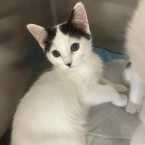 A baby small-sized male White Domestic Short Hair cat named Scribble for adoption in Tampa, FL