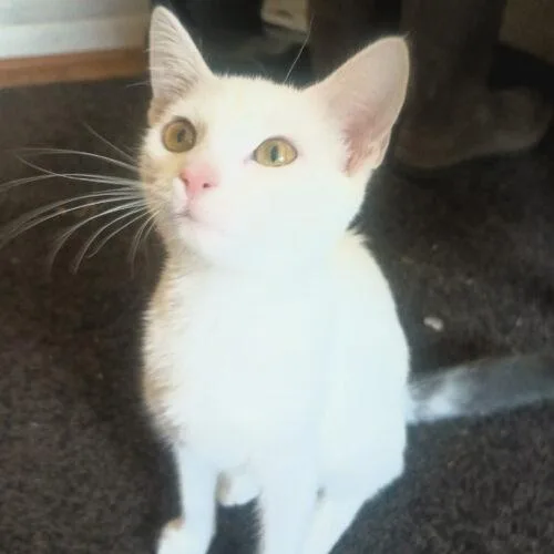 A baby small-sized female Domestic Short Hair cat named Beezus for adoption in Canal Winchester, OH