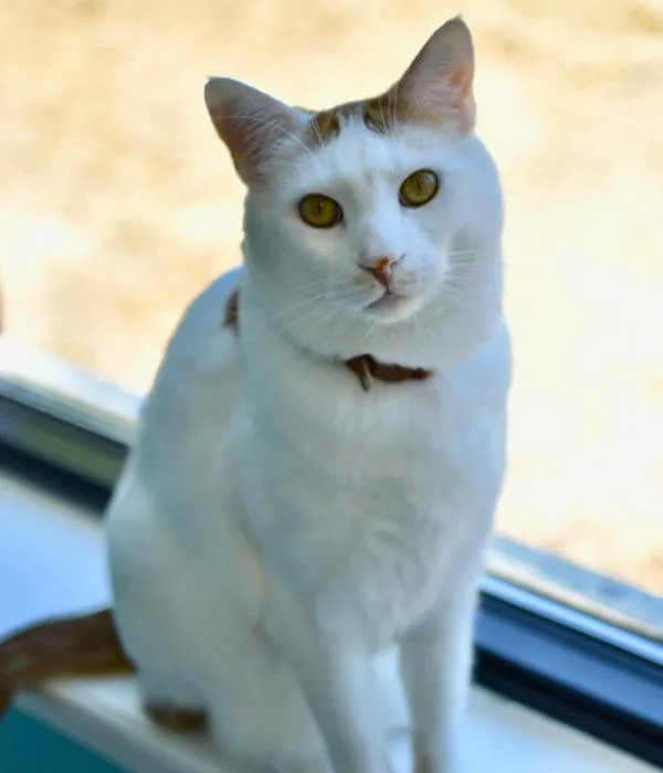 An adult medium-sized male White Domestic Short Hair cat named Sufi for adoption in Marietta, GA
