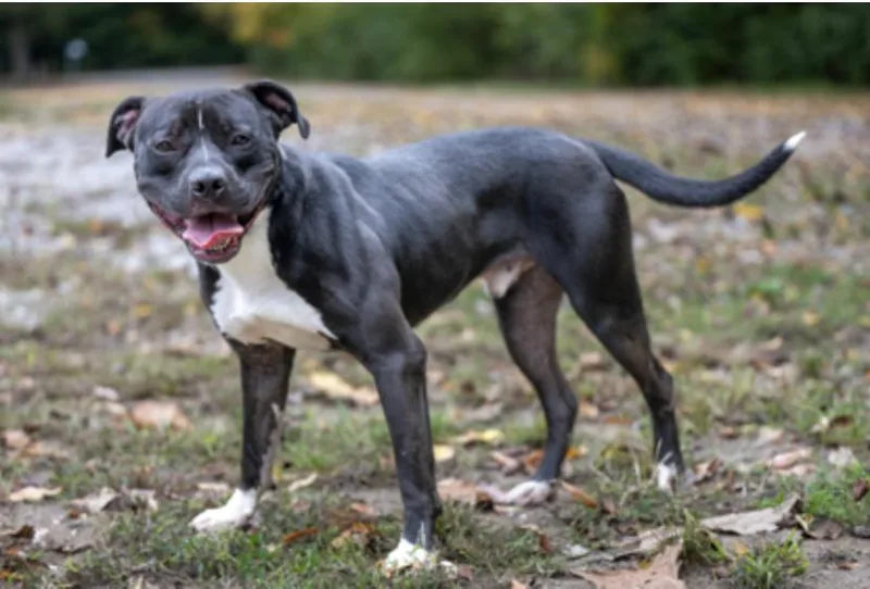 An adult medium-sized male Black Mixed Breed dog named James Polk for adoption in Terre Haute, IN
