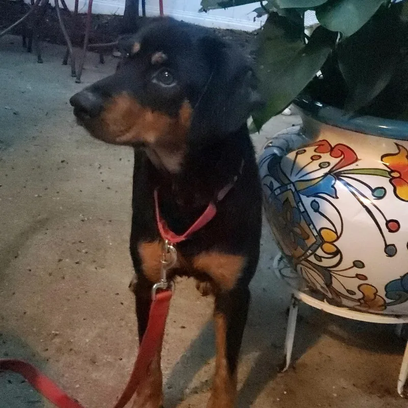 An adult medium-sized male Black Mixed Breed dog named Prosecute for adoption in Fredericksburg, VA
