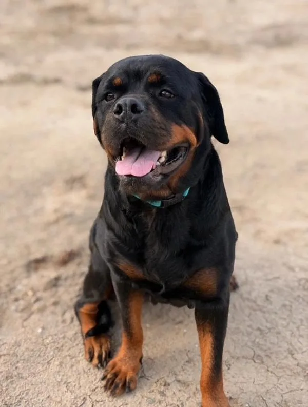 An adult large-sized female Rottweiler dog named Kimothy Coco Chalamet for adoption in El Cajon, CA