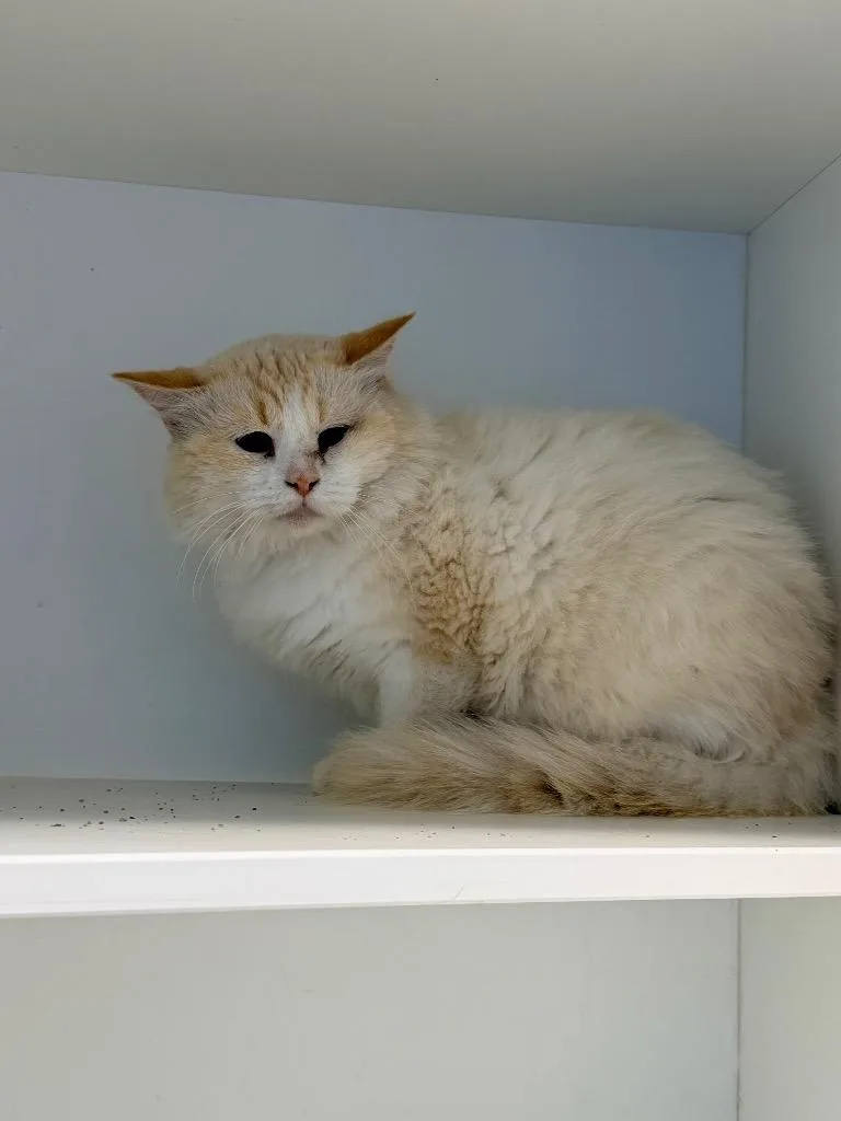 An adult medium-sized male Domestic Long Hair cat named Boogie for adoption in Newcastle, OK