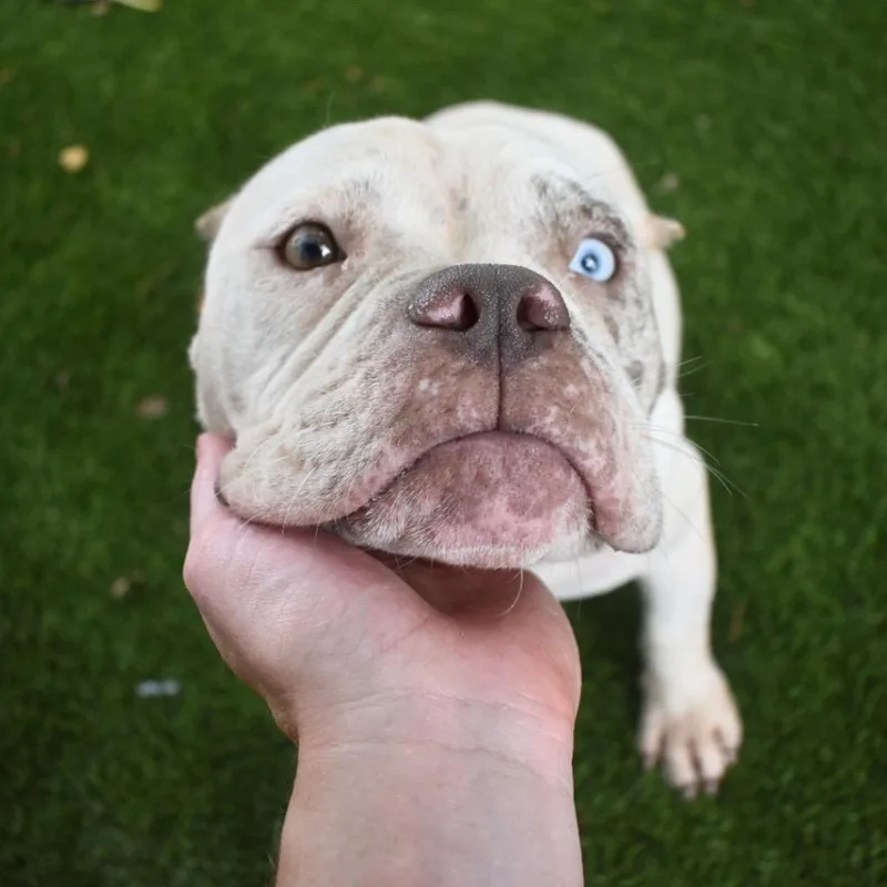 A young medium-sized female American Bulldog dog named Missy for adoption in Saint Petersburg, FL
