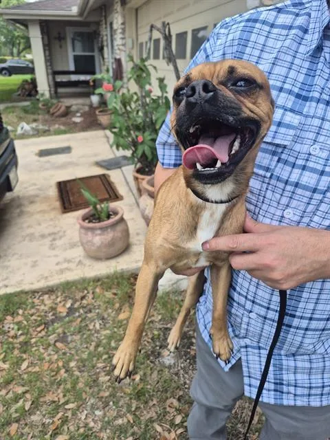 A young small-sized male Pug dog named Red for adoption in San Antonio, TX