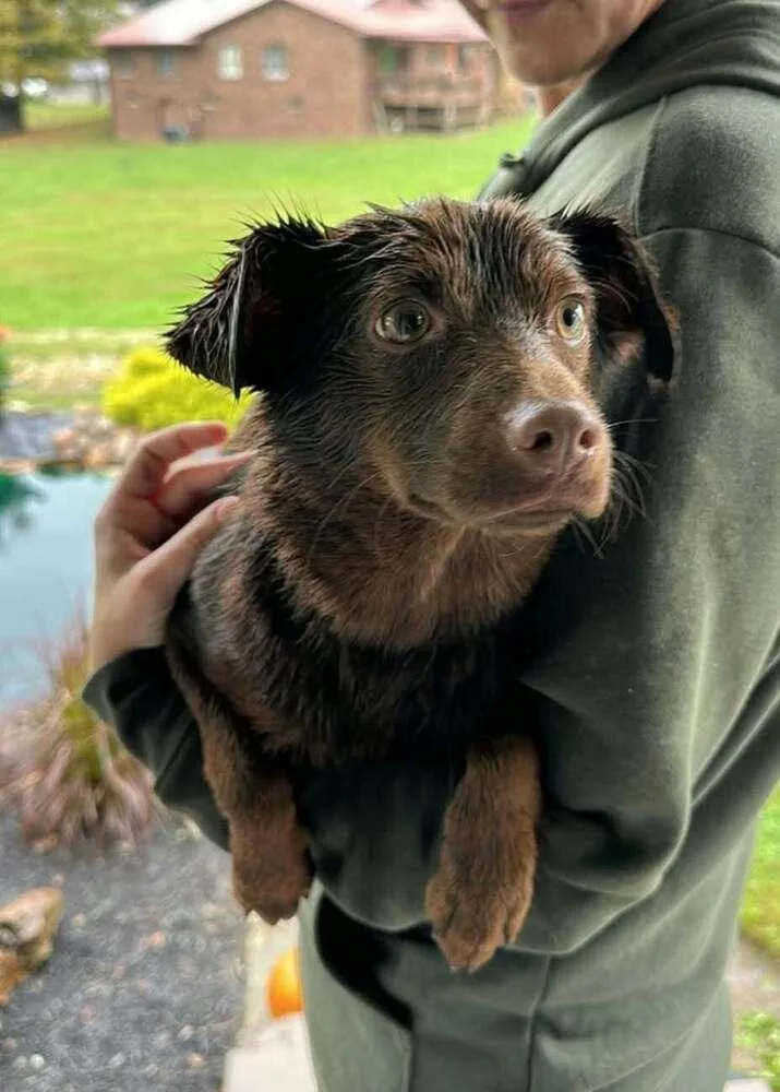 An adult small-sized male Dachshund dog named Billy Beau for adoption in Aurora, IN