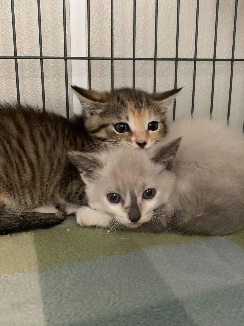 A baby medium-sized female Siamese cat named Tallulah for adoption in Sanford, FL