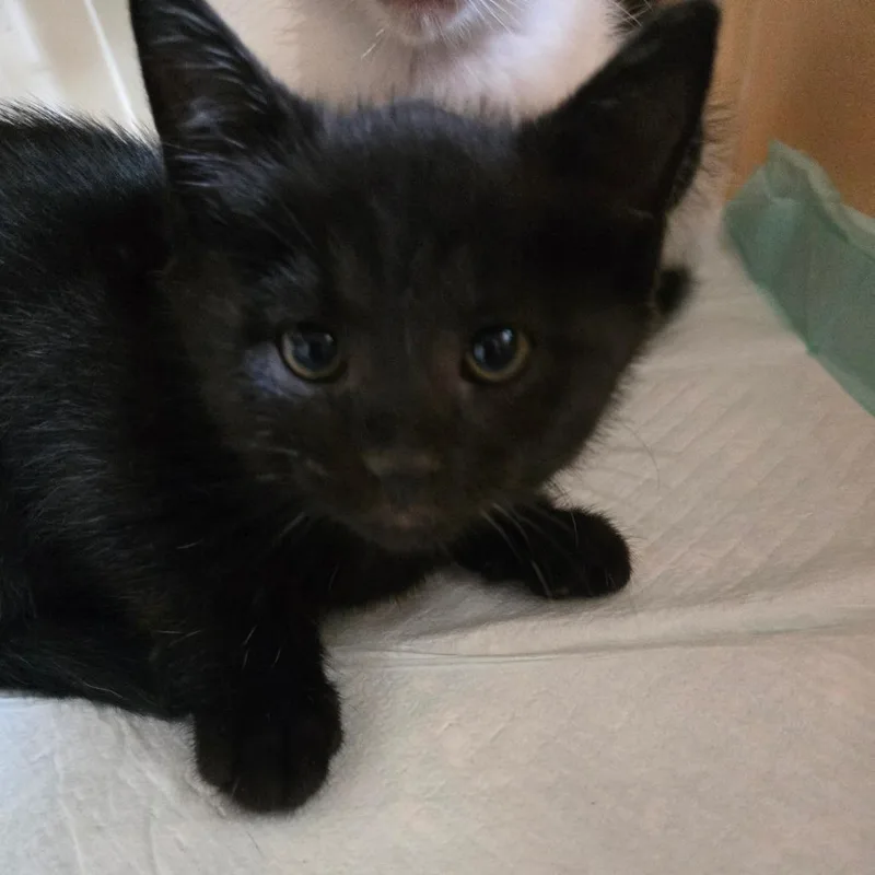 A baby small-sized female Black Domestic Short Hair cat named Nova for adoption in Centerville, TN