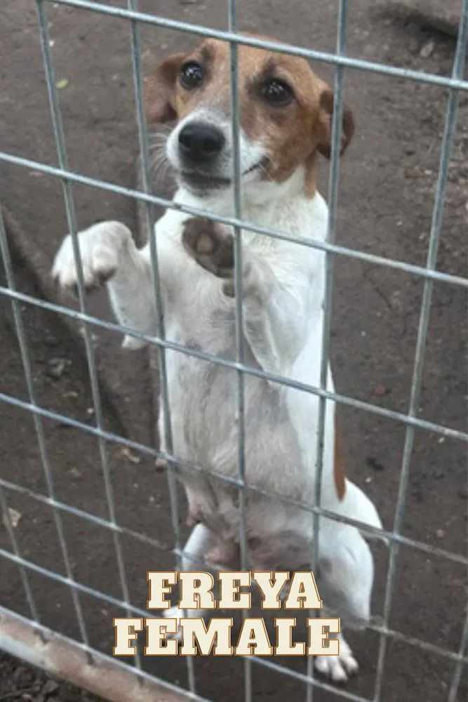 Freya