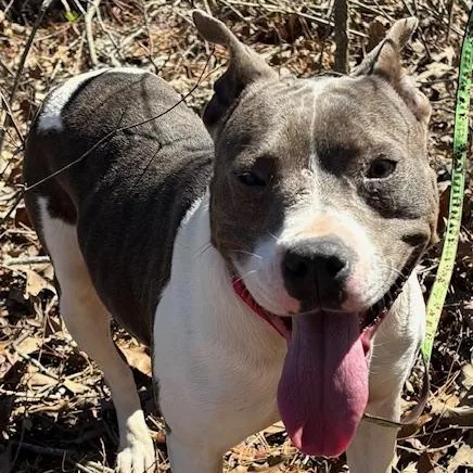 A young medium-sized female Gray / Blue / Silver American Bulldog dog named Tasha for adoption in Andover, MA