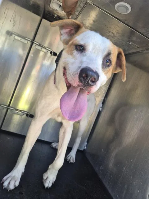 A young medium-sized male American Staffordshire Terrier dog named Thor for adoption in San Antonio, TX