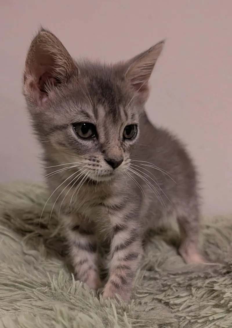 A baby medium-sized male Gray & White Domestic Short Hair cat named Colter .. for adoption in Apopka, FL