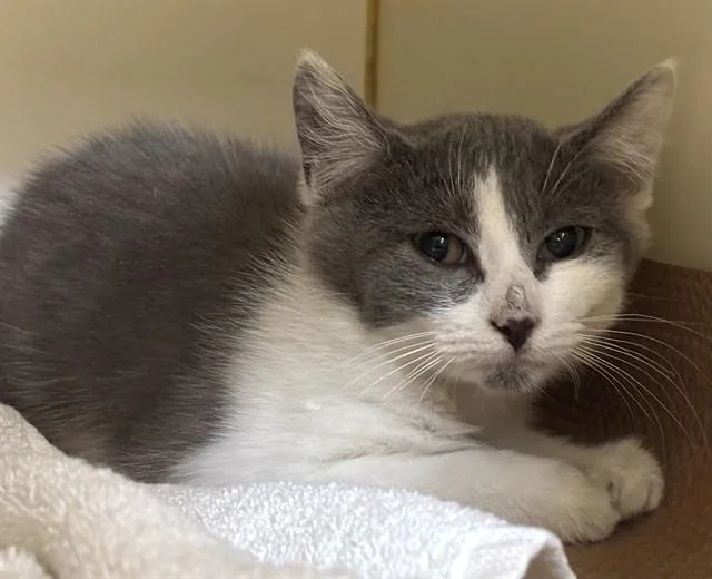 A baby medium-sized female Domestic Long Hair cat named Eliza for adoption in Dedham, MA