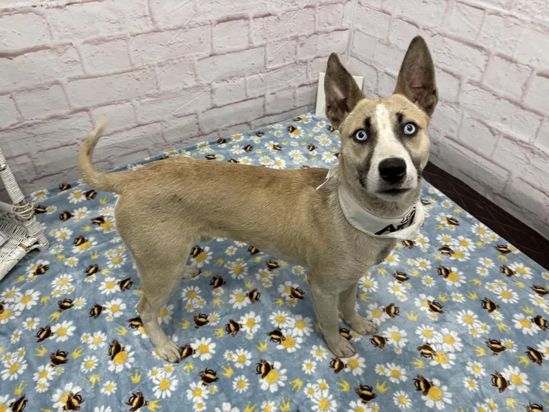 A baby medium-sized male Mixed Breed dog named Romalo for adoption in Detroit, MI