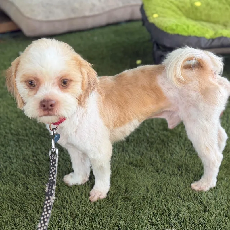 A young small-sized male White / Cream Shih Tzu dog named Kip for adoption in Phoenix, AZ