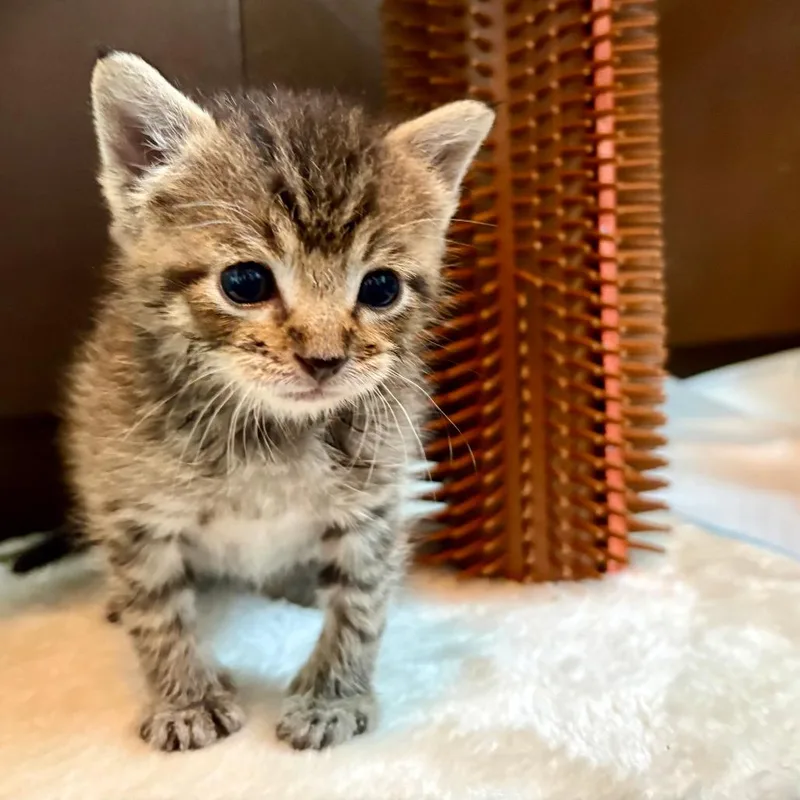 A baby small-sized male Gray / Blue / Silver Domestic Short Hair cat named Chive for adoption in Fort Lauderdale, FL