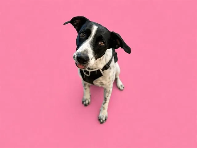 A young large-sized female Pointer dog named Luna for adoption in Miami, FL