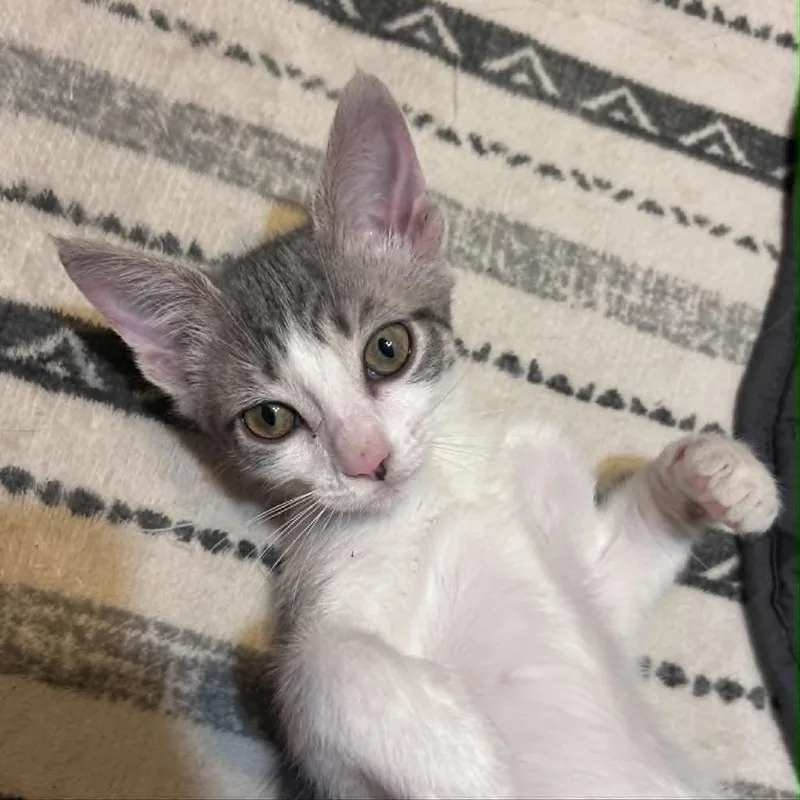 A baby medium-sized female Tabby (Gray / Blue / Silver) American Shorthair cat named Dove for adoption in Gulfport, MS