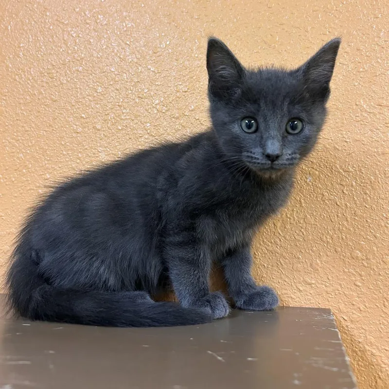 A baby small-sized male Gray / Blue / Silver Domestic Short Hair cat named Edward for adoption in Fresno, CA