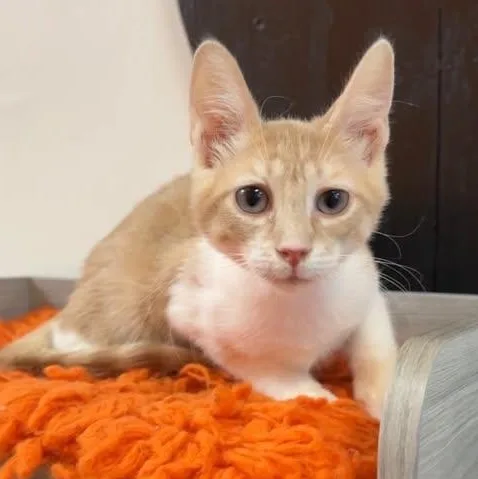 A baby medium-sized male Orange & White Domestic Short Hair cat named Chief at Fat Cat for adoption in Tallahassee, FL