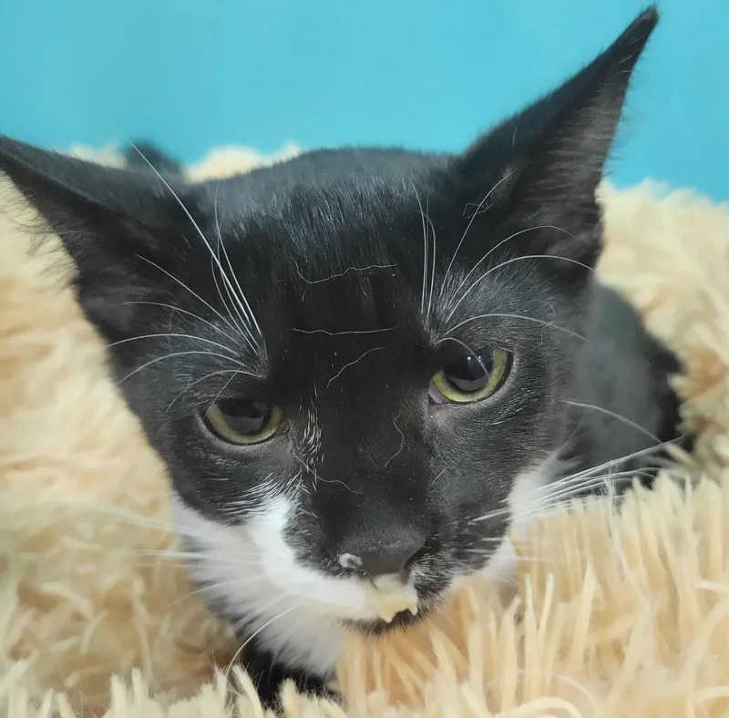 A baby medium-sized male Black Domestic Short Hair cat named Glen Arbor for adoption in Swartz Creek, MI