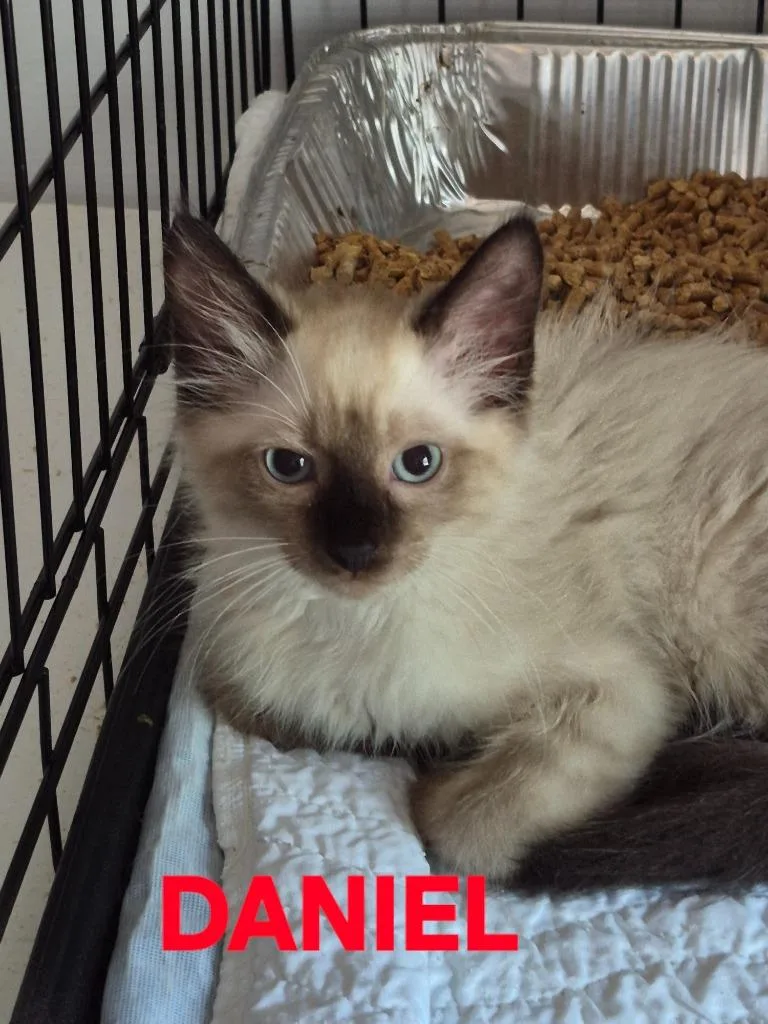 A baby medium-sized male Domestic Short Hair cat named Daniel Daphne for adoption in Rome, GA