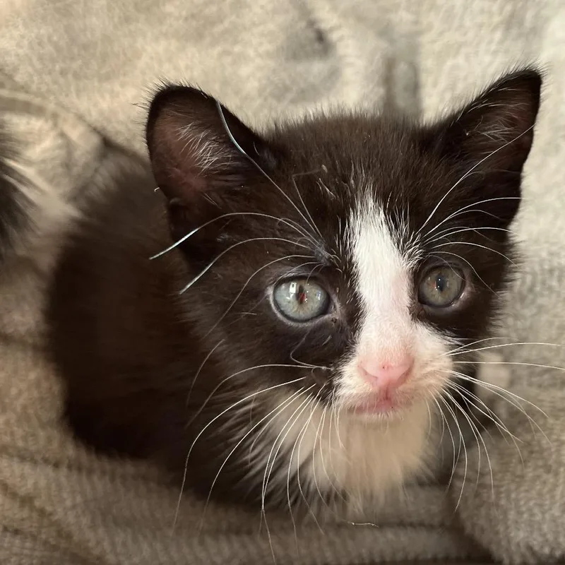 A baby small-sized female Domestic Short Hair cat named Serena for adoption in Richmond Hill, GA