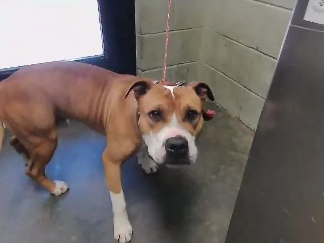 A young large-sized male Pit Bull Terrier dog named Hogg for adoption in Tulsa, OK