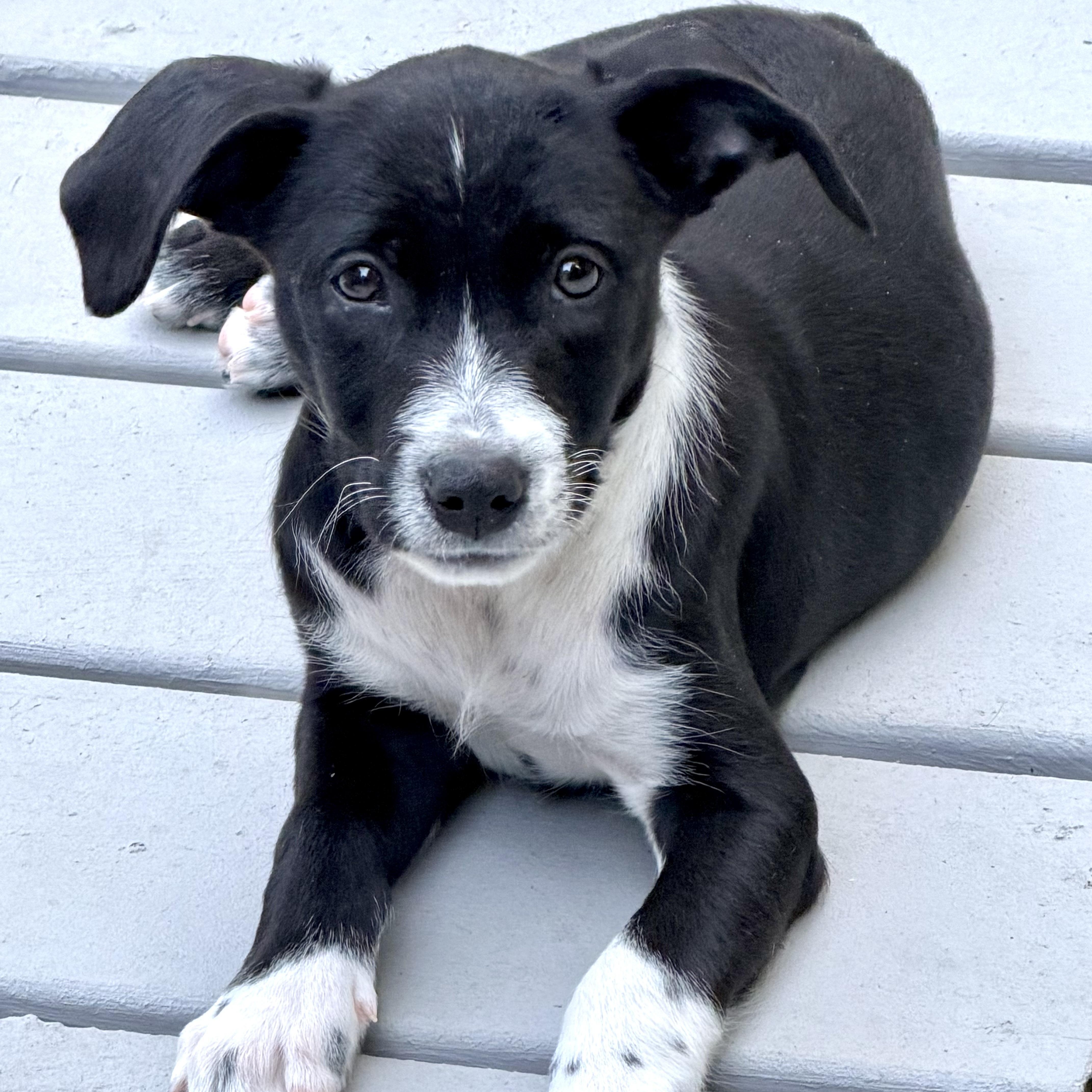 A baby medium-sized male Black Mixed Breed dog named Boots for adoption in Tunica, MS