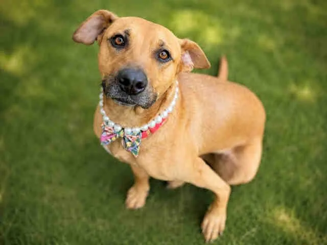 An adult medium-sized female Shepherd dog named Nina for adoption in Bonita, CA