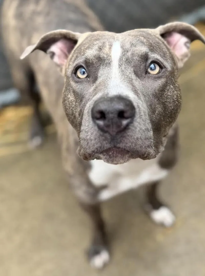 An adult medium-sized female Gray / Blue / Silver Pit Bull Terrier dog named Daphne for adoption in Chicago, IL