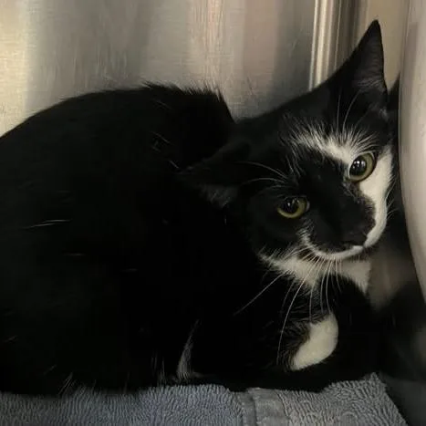 A young medium-sized female Black Domestic Short Hair cat named Oingo for adoption in Redwood City, CA