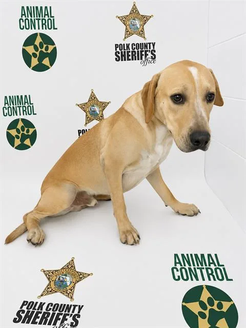 A young medium-sized male Labrador Retriever dog named Sebastian for adoption in Winter Haven, FL