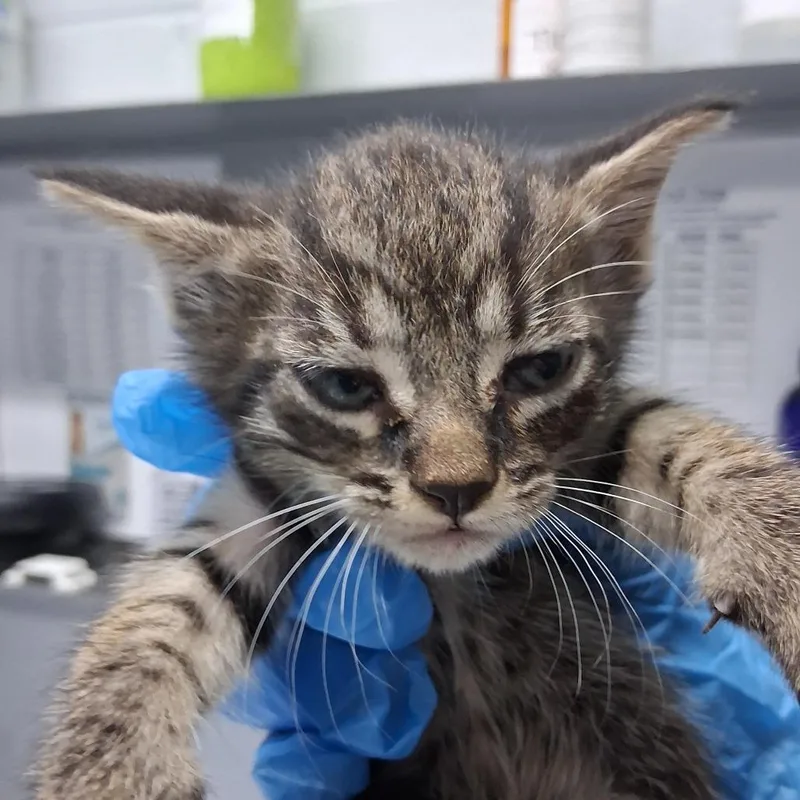 A baby small-sized male Brown / Chocolate Domestic Short Hair cat named Monkey @ Azalea Square for adoption in Summerville, SC