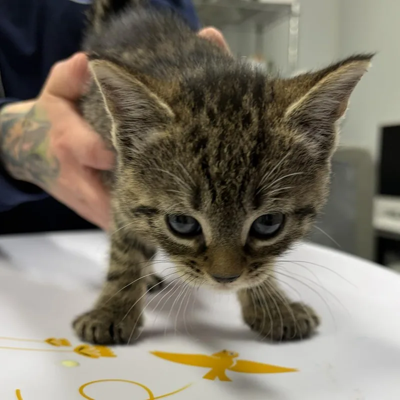 A baby small-sized female Brown / Chocolate Domestic Short Hair cat named Naya for adoption in Newark, NJ
