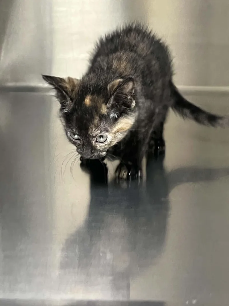 A young medium-sized female Tortoiseshell cat named Stormy for adoption in Austin, MN