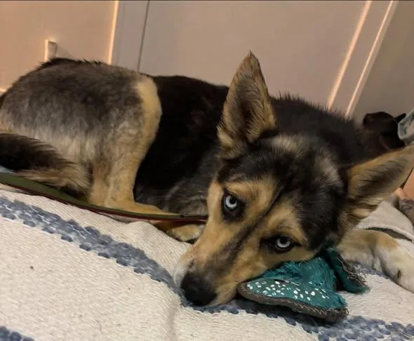 A young medium-sized female Siberian Husky dog named Oakley for adoption in Newport, KY