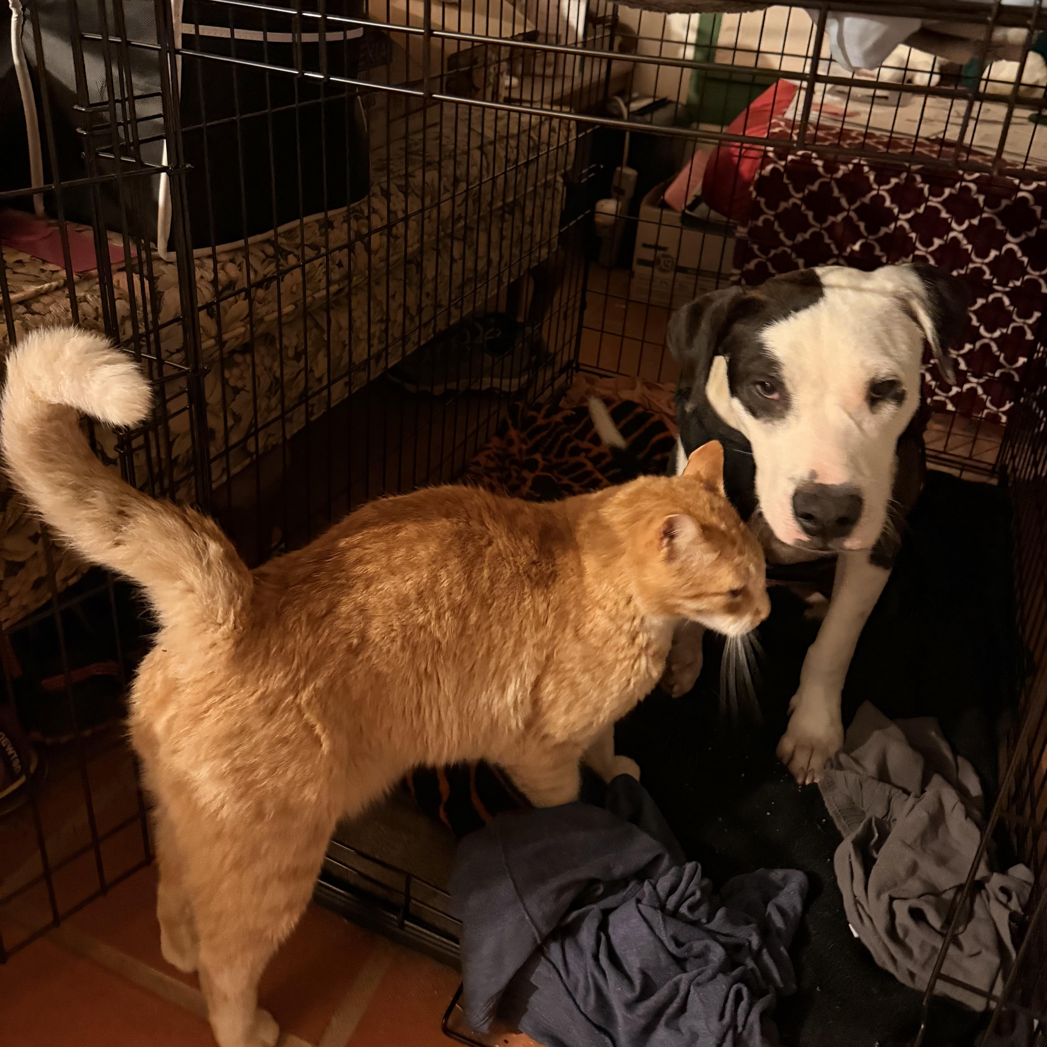 A young medium-sized male Bicolor American Staffordshire Terrier dog named Chaparrito for adoption in Mooresville, NC