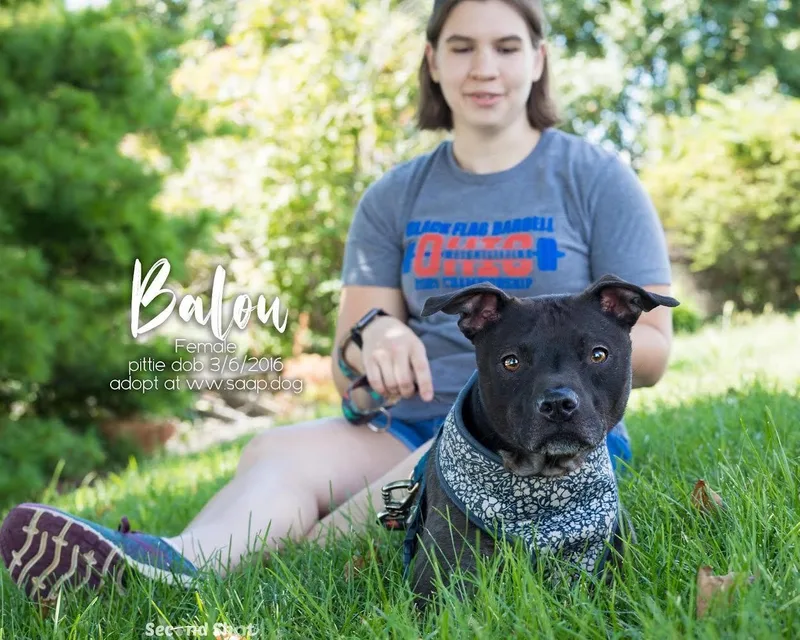 A senior medium-sized female Pit Bull Terrier dog named Balou for adoption in Newport, KY