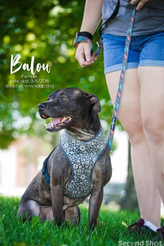 Balou thumbnail 2