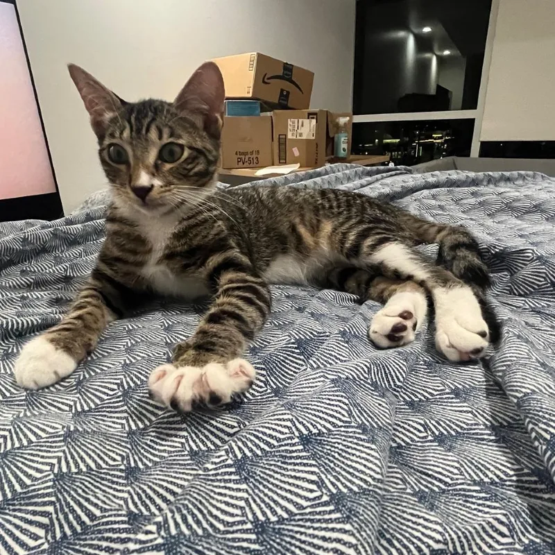 A baby small-sized female Brown / Chocolate Domestic Short Hair cat named Rita for adoption in Los Angeles, CA