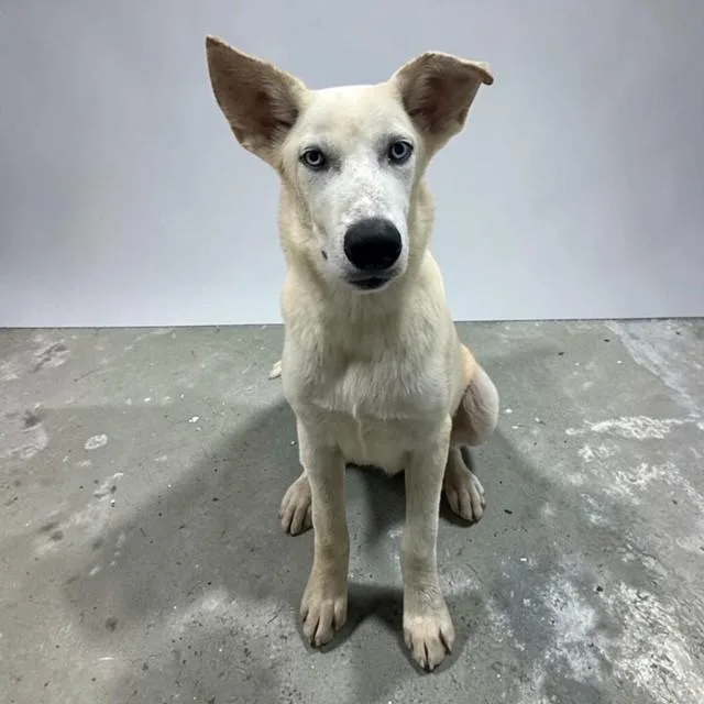 A young medium-sized male White / Cream Husky dog named Ghost for adoption in Williston, VT