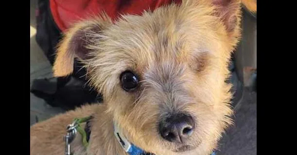 A young small-sized male Brown / Chocolate Jack Russell Terrier dog named Jack Sparrow for adoption in ventura, CA