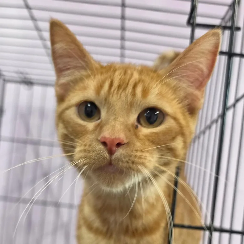 A young medium-sized male Orange / Red Domestic Short Hair cat named Grouper for adoption in Grinnell, IA