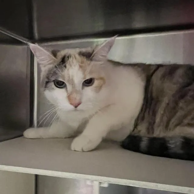 An adult small-sized female Gray / Blue / Silver Domestic Short Hair cat named Precious for adoption in Newark, NJ