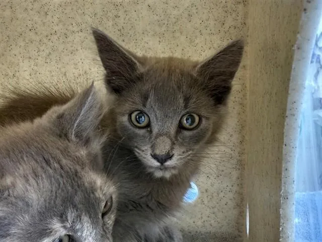 A baby small-sized male Domestic Medium Hair cat named Fox for adoption in Antioch, CA
