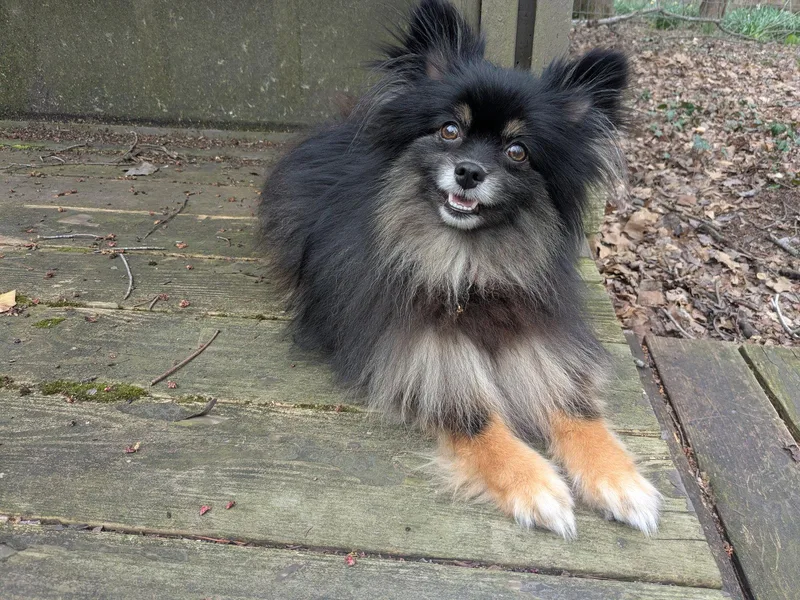 An adult small-sized female Pomeranian dog named Pippa for adoption in Powell, OH