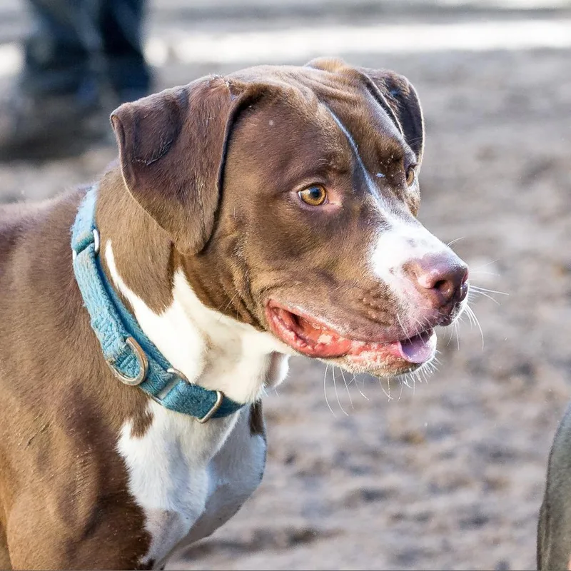 A senior medium-sized male Brown / Chocolate Mixed Breed dog named Brownie for adoption in Jacksonville, FL