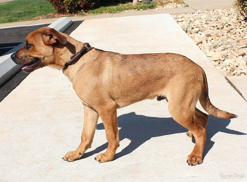 A young medium-sized male Sable Black Mouth Cur dog named Darci for adoption in Bedford, VA