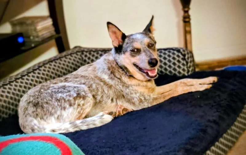 An adult medium-sized female White / Cream Australian Cattle Dog / Blue Heeler dog named Pepper for adoption in Evergreen, CO